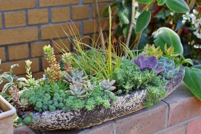 Succulent Oasis