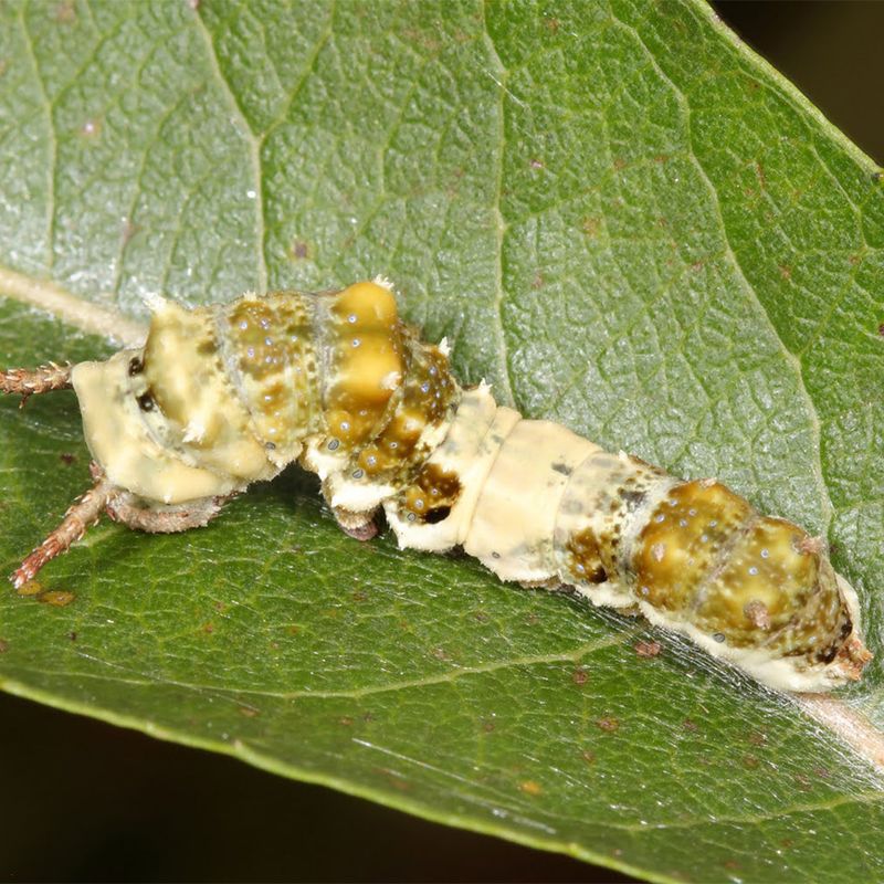 Caterpillars Look Like Bird Droppings (On Purpose!)