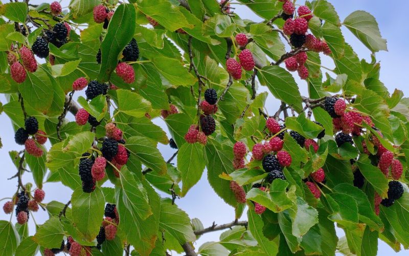 Mulberry Bush