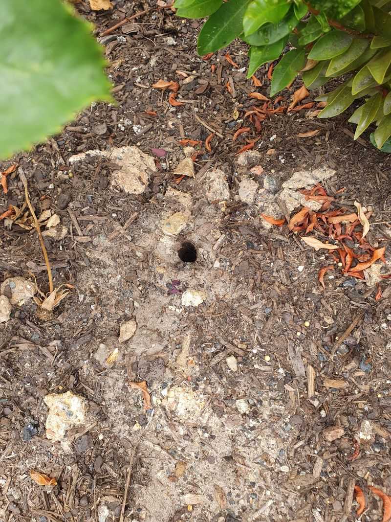 Mysterious Holes in Soil