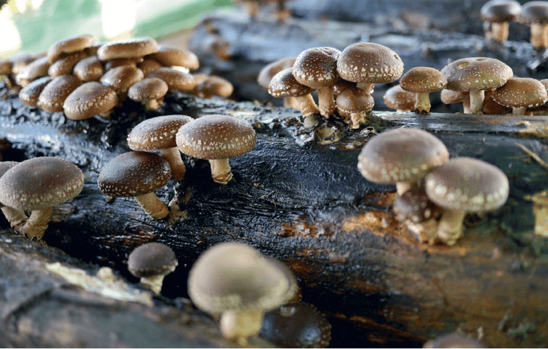 Mushroom Log (Set & Forget)