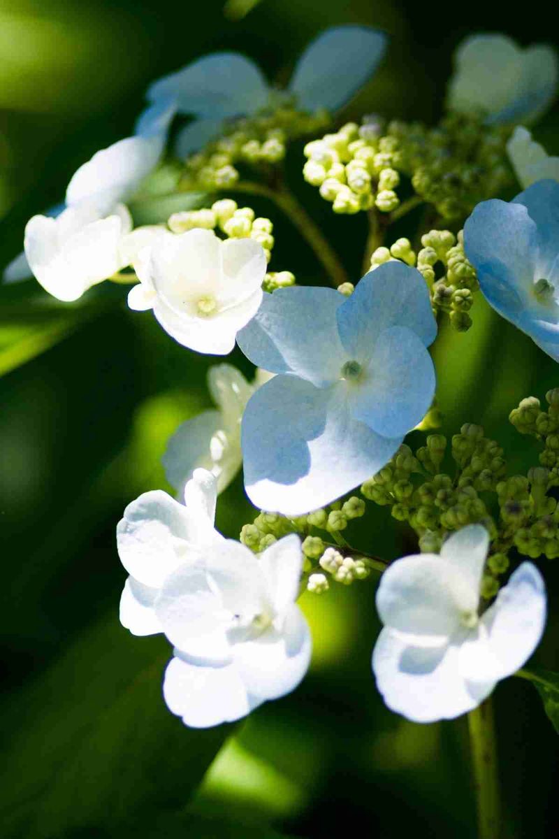 Scented Hydrangea Varieties