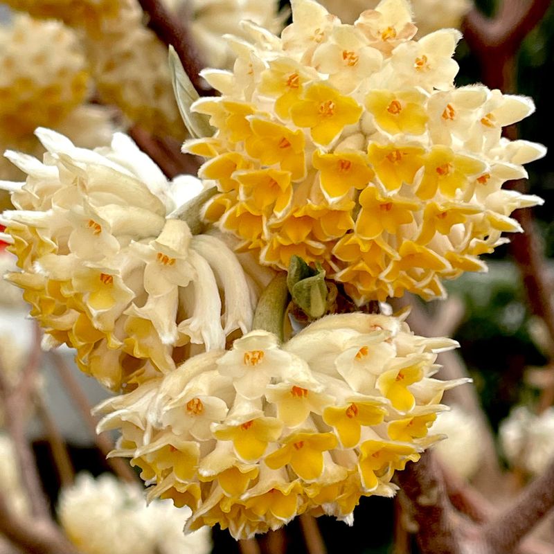 Edgeworthia Chrysantha