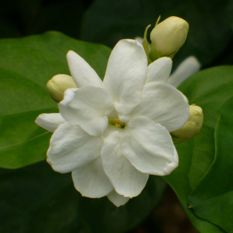 Arabian Jasmine (Jasminum sambac)