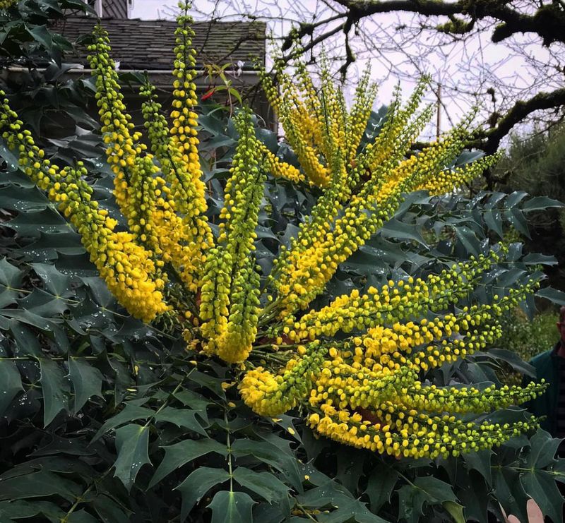 Mahonia