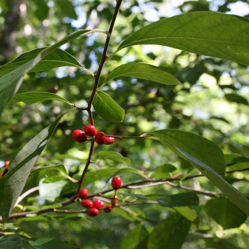 Spicebush