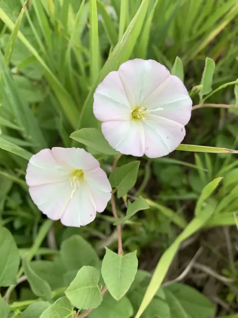 Field Bindweed