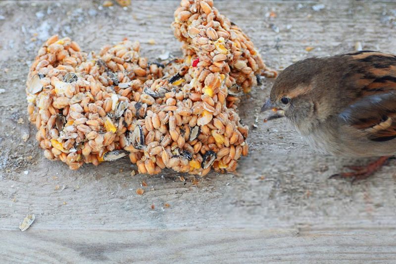 Neglecting Feeder Cleanliness