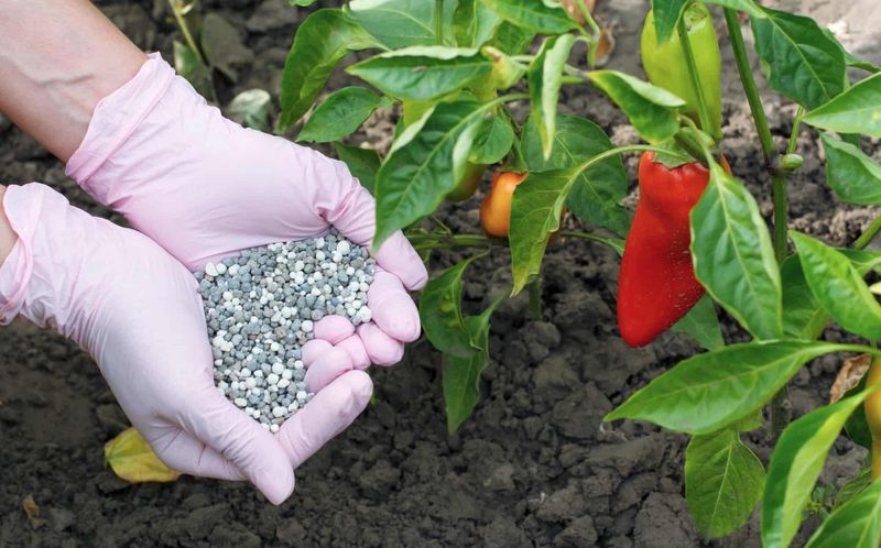 Fertilizer Timing Makes or Breaks Pepper Production