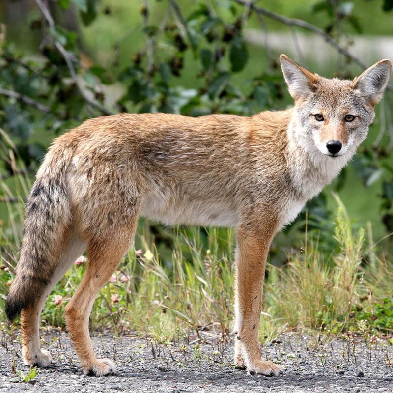 Idaho Suburban Areas See Increased Coyote Activity