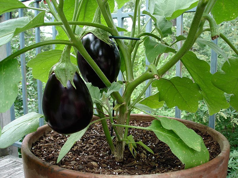 Eggplant - Purple Powerhouse of Heat Resistance