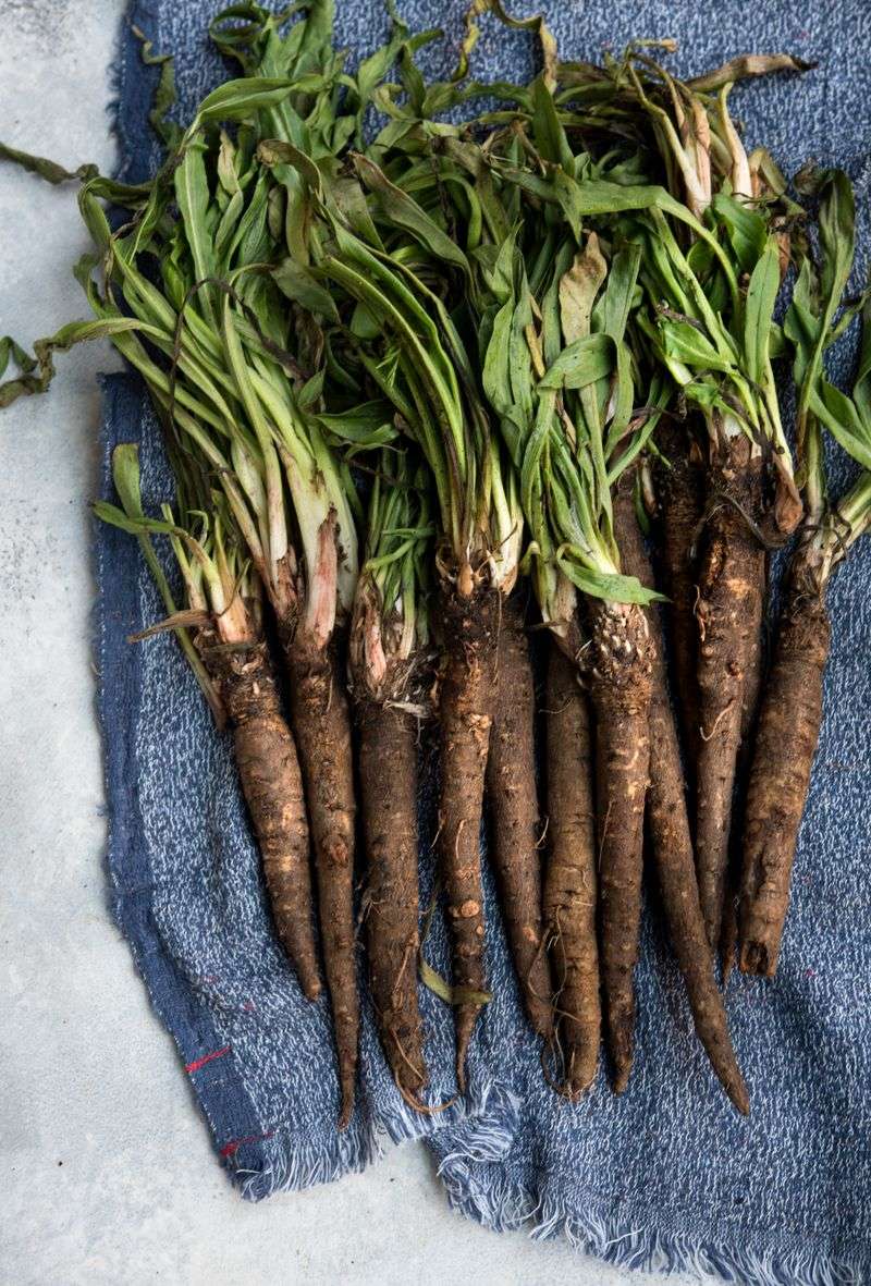 Salsify (Oyster Plant)