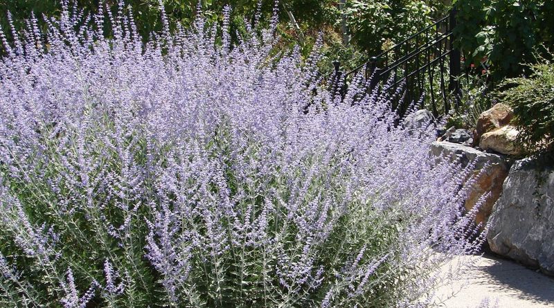 Russian Sage