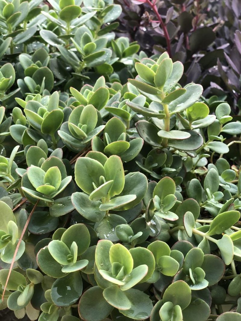 Sedum