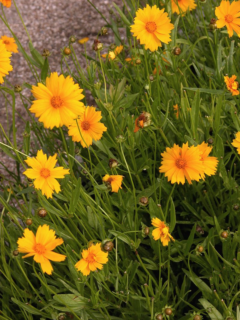 Coreopsis