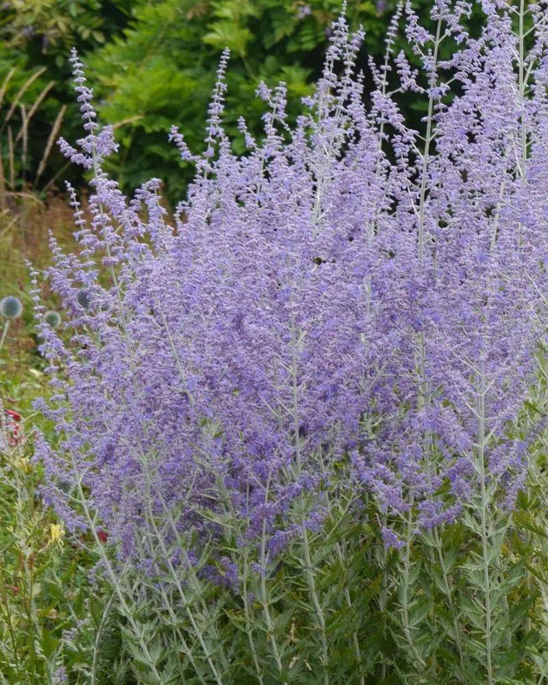 Russian Sage