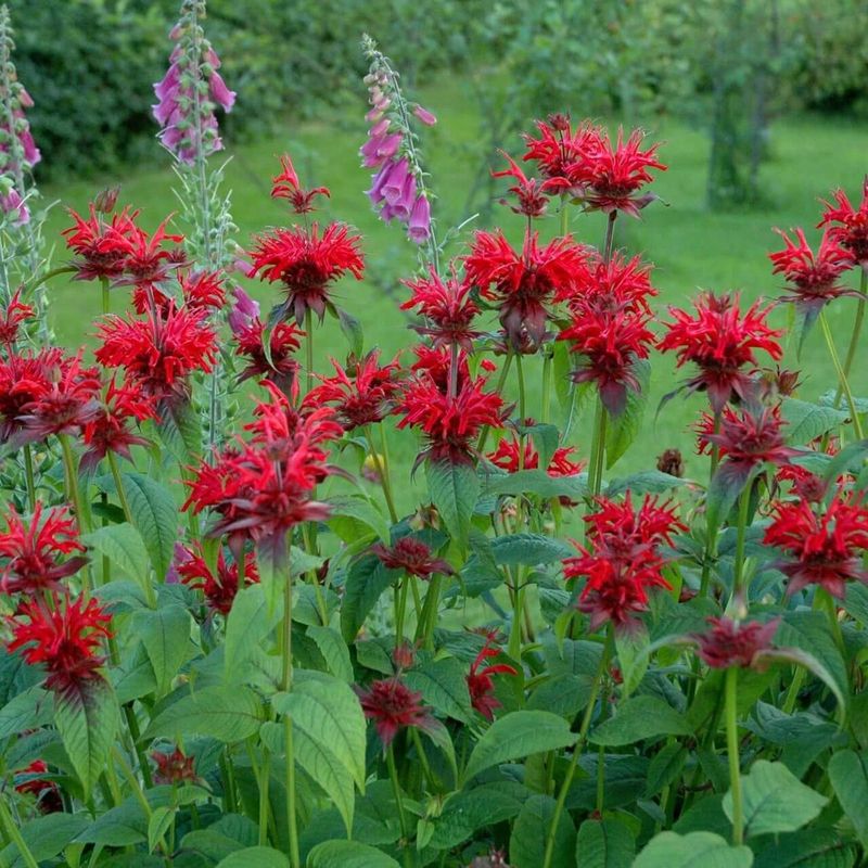 Bee Balm