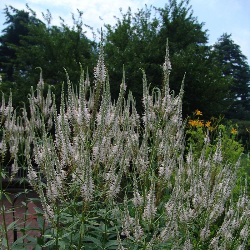 Culver's Root