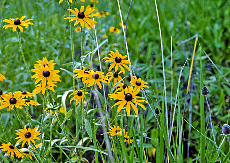 Black-Eyed Susan