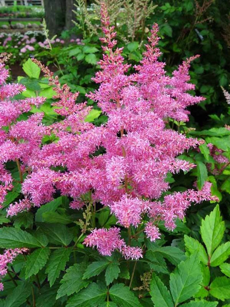 Astilbe