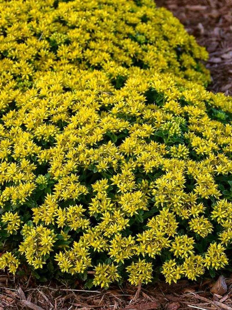 Sedum