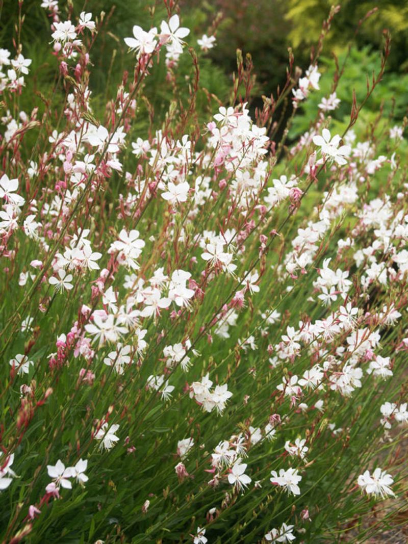 Gaura