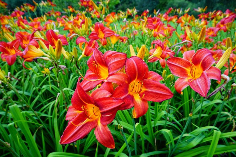 Daylily