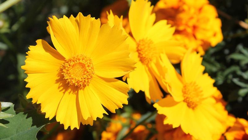Coreopsis