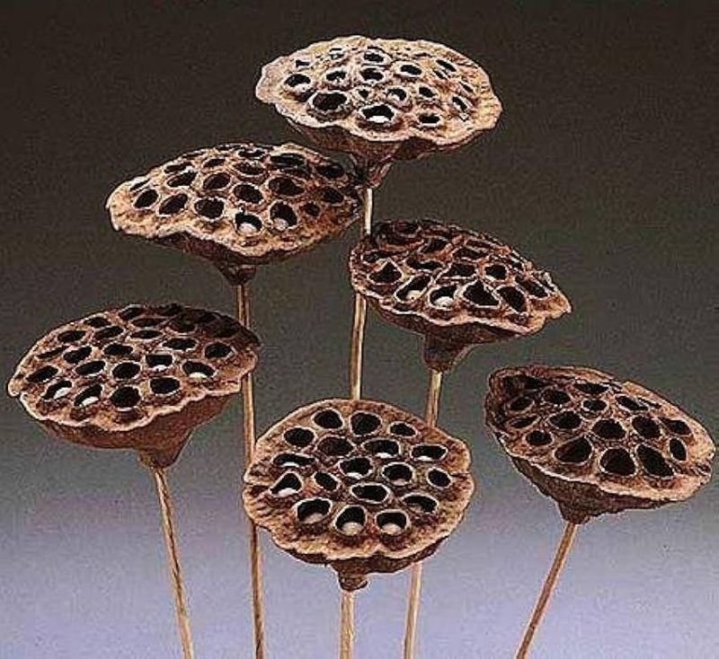 Lotus Pods (Nelumbo nucifera)