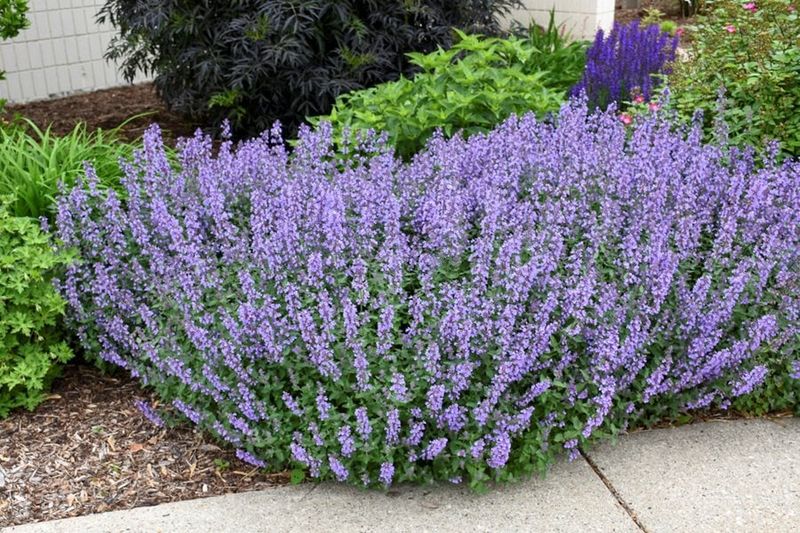 Catmint (Nepeta)