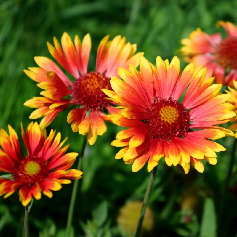 Blanket Flower (Gaillardia)