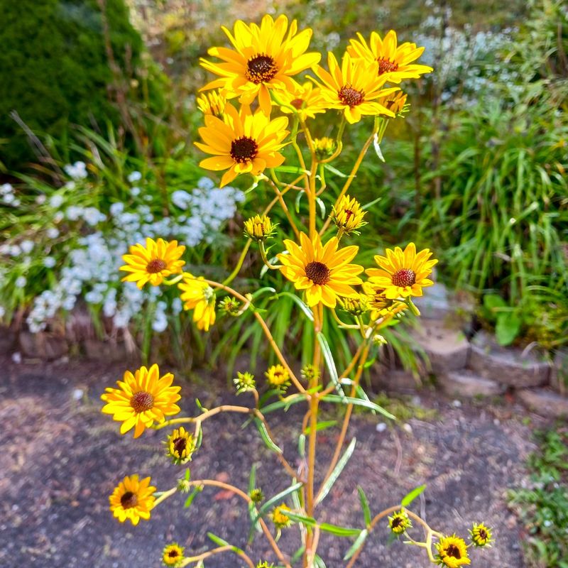 Sunflower (Helianthus annuus) – The Bird & Bug Buffet