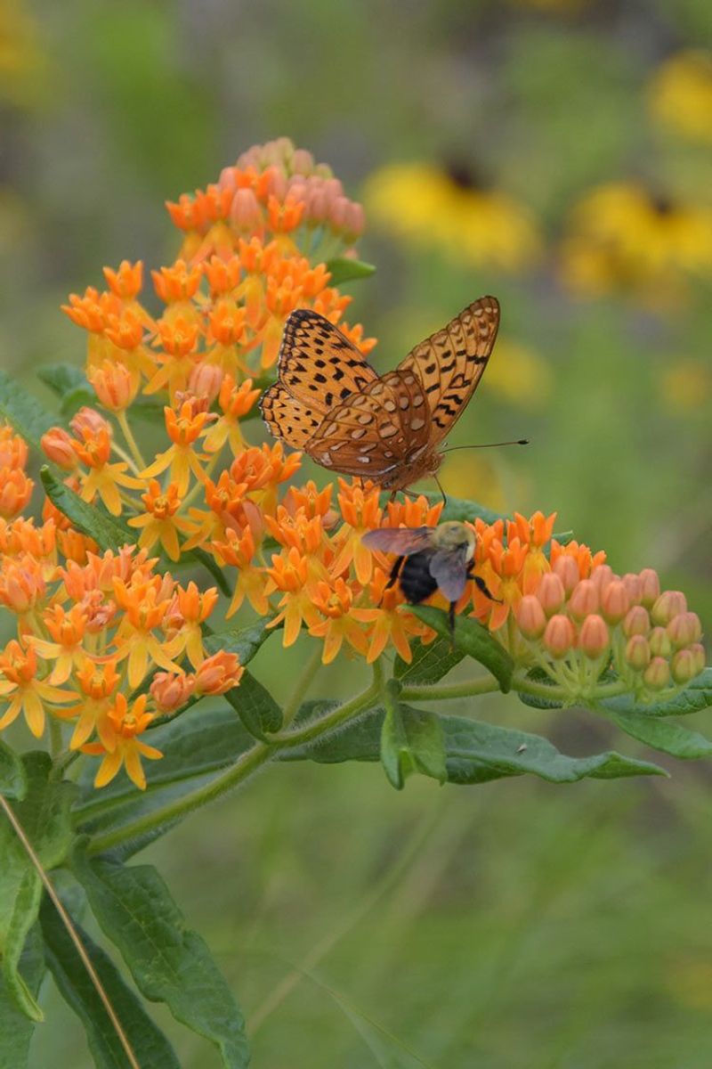Butterfly Weed (Asclepias tuberosa)
