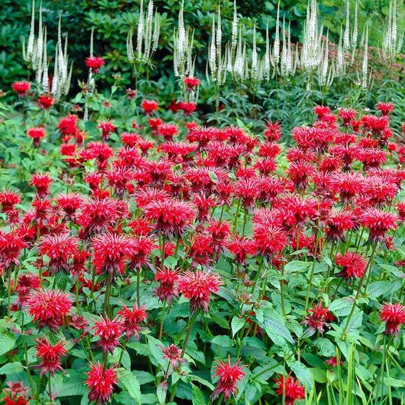Bee Balm Burst