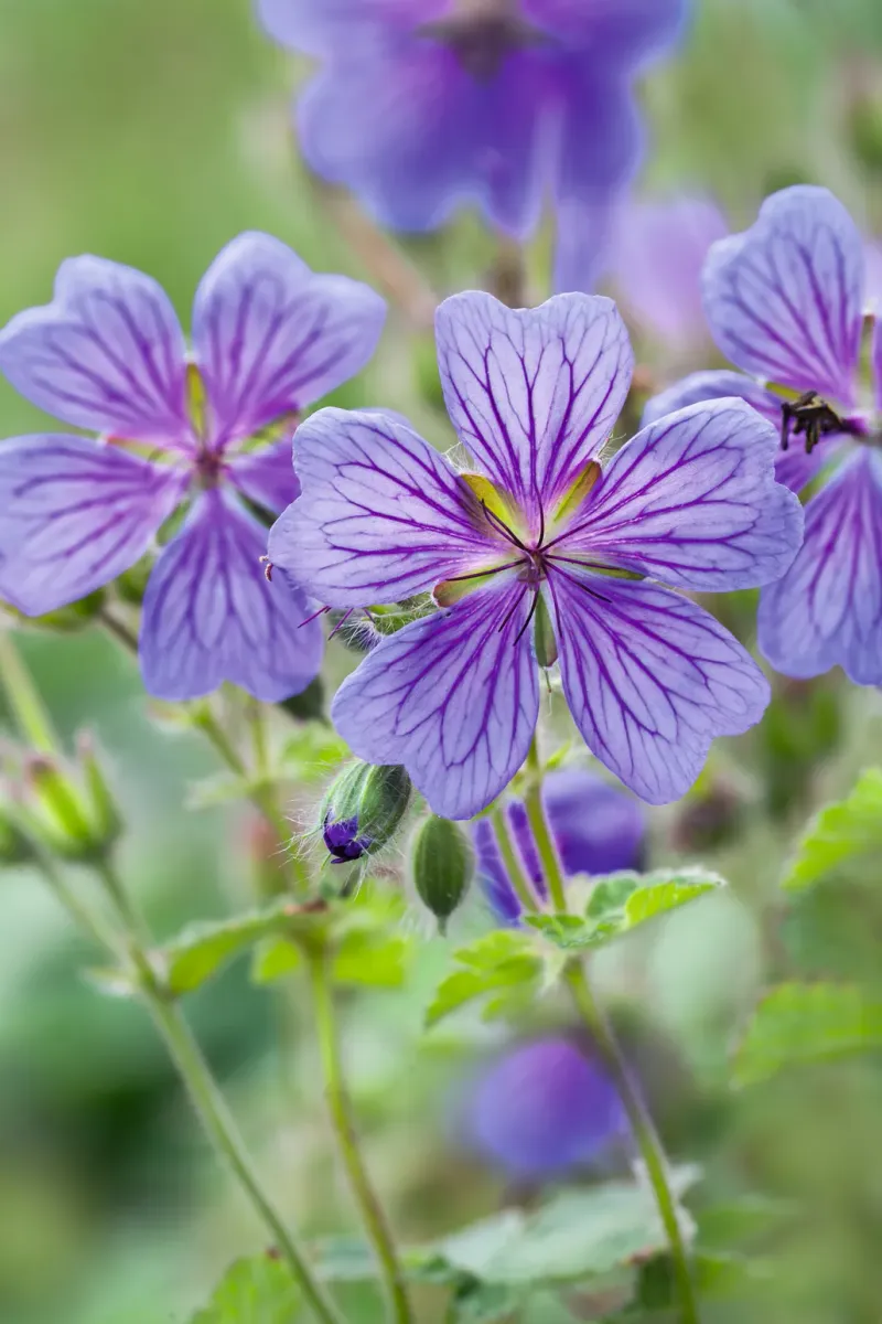 Hardy Geranium
