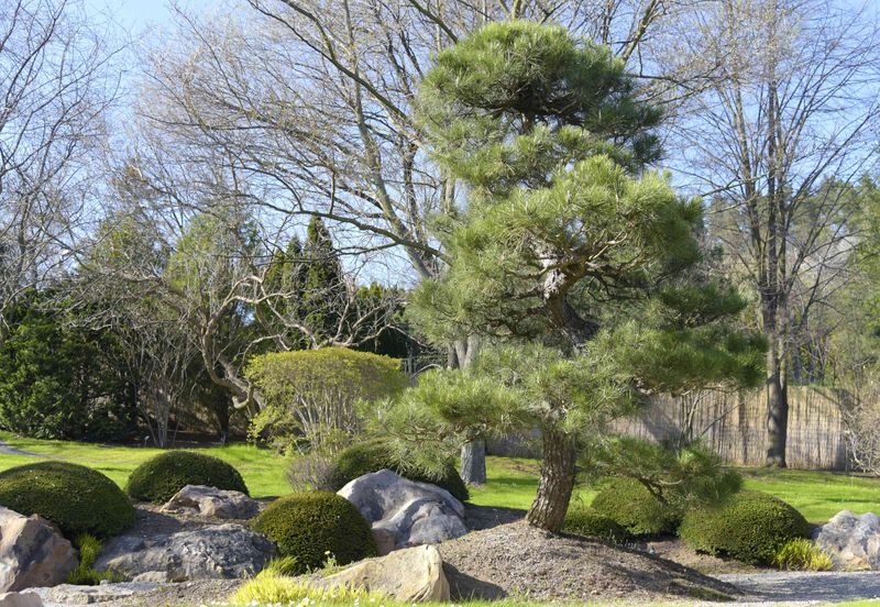 Japanese Black Pine