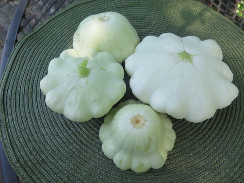 White Scallop (Pattypan)