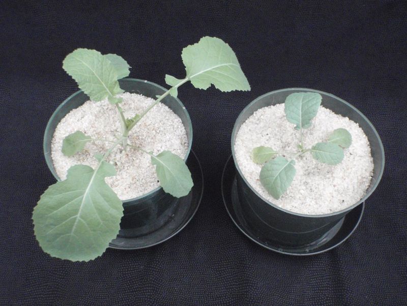 Stunted Growth Despite Perfect Weather