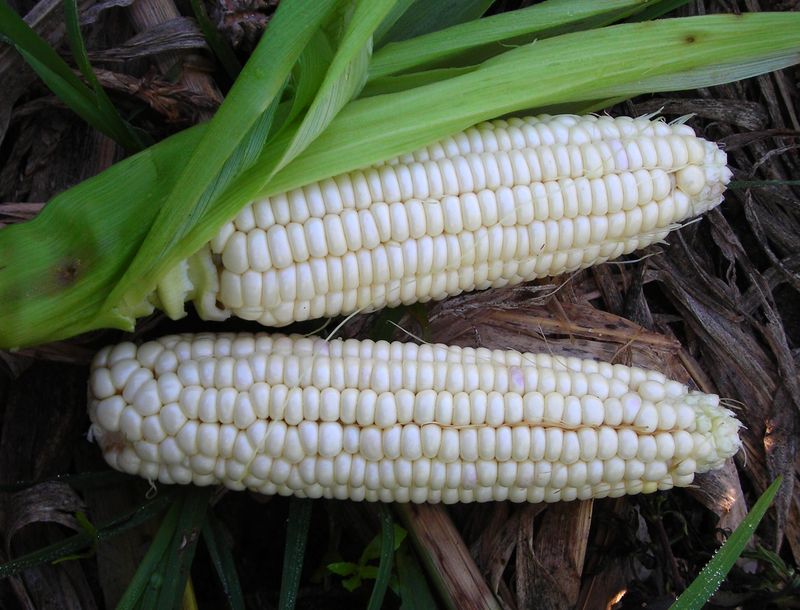 Stowell’s Evergreen Corn