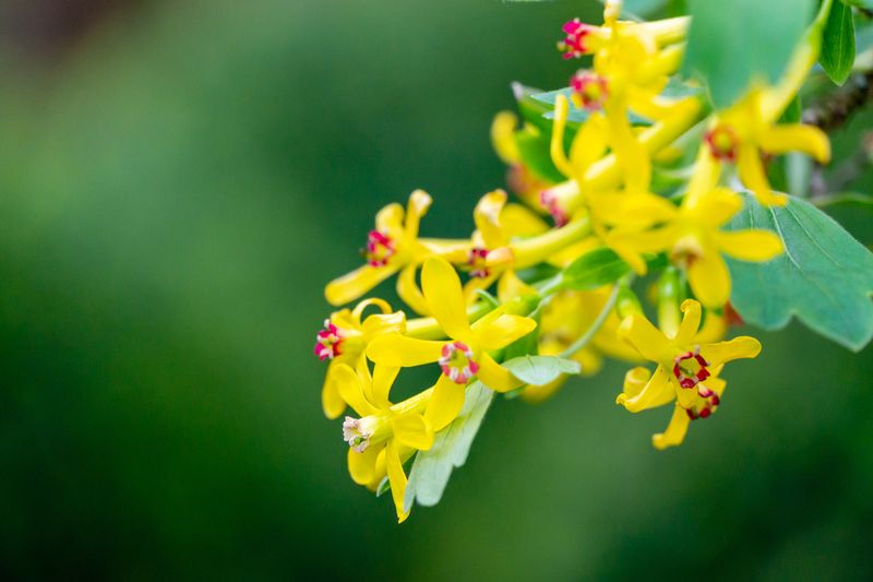 Golden Currant (Ribes aureum)