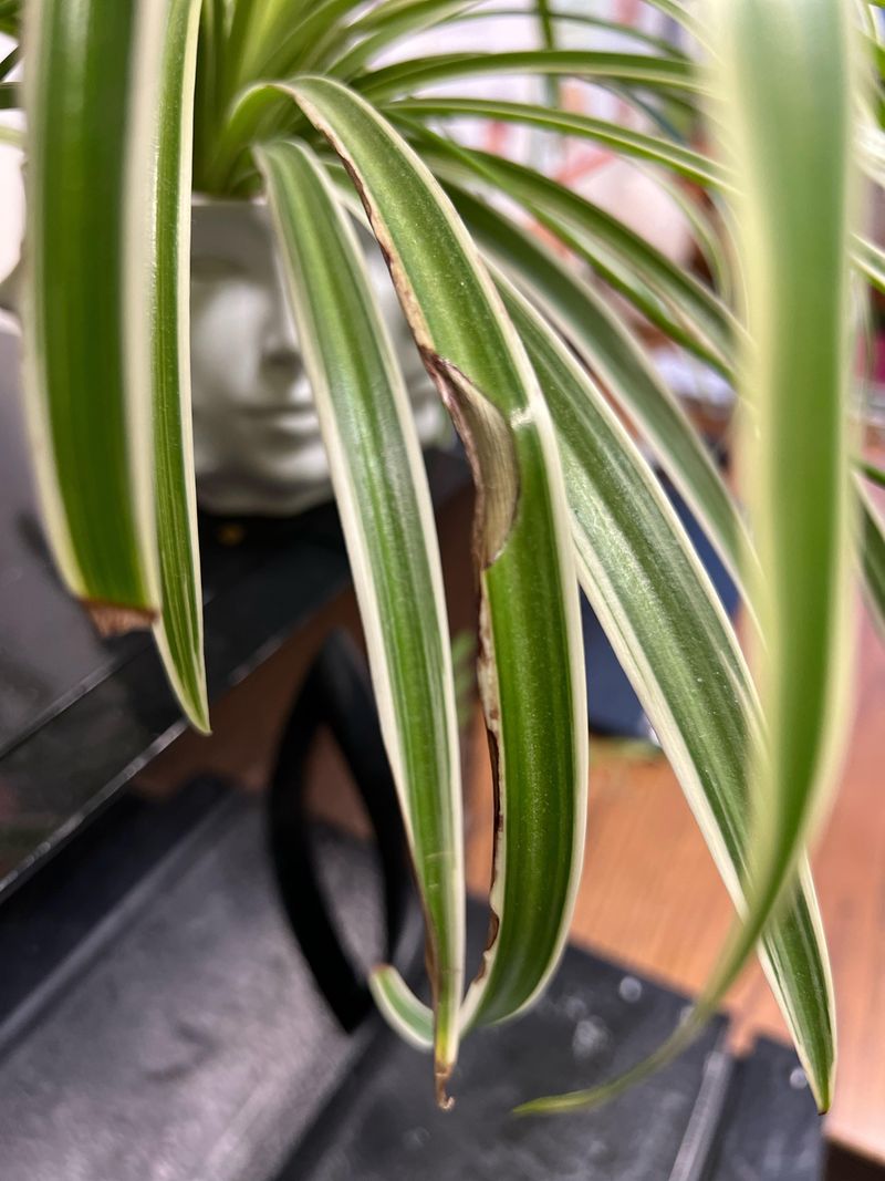 Brown Spots on Leaves