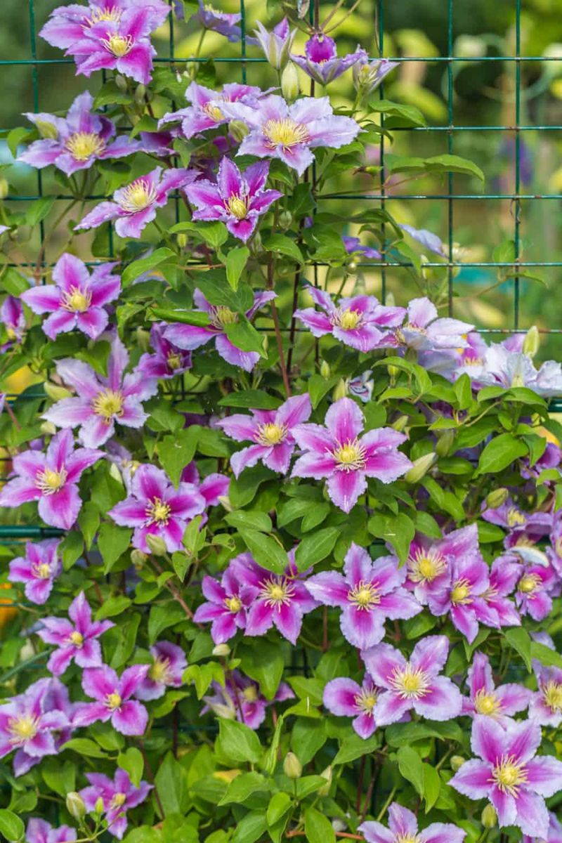 Clematis