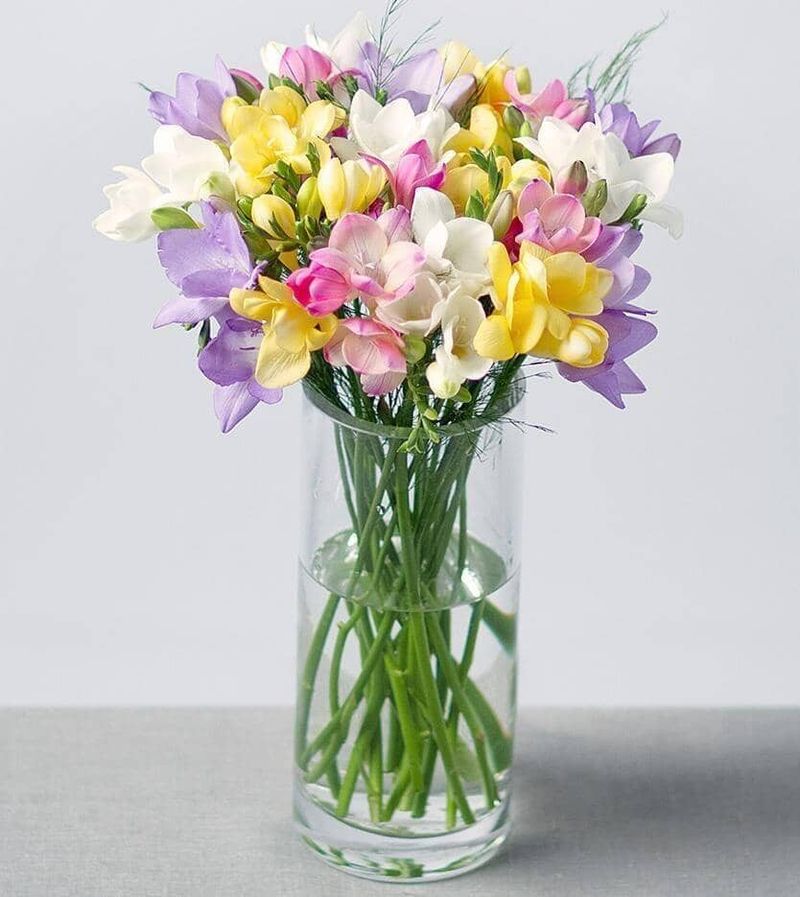 Freesia Fantasy