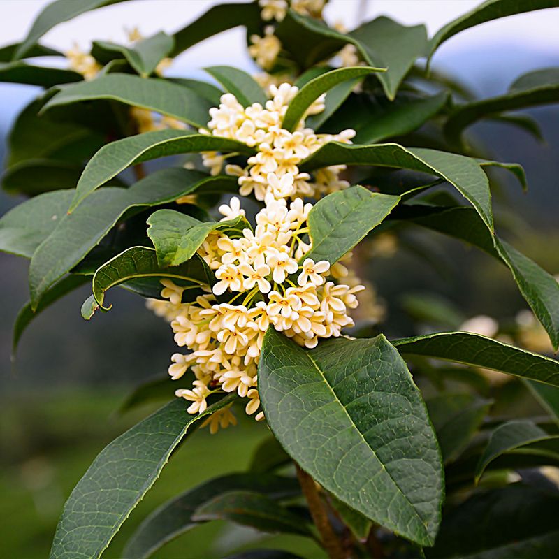 Osmanthus Fragrans