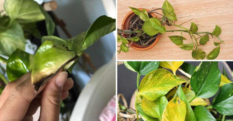 Your Pothos Is Dying: 16 Warning Signs You’re Missing Right Now