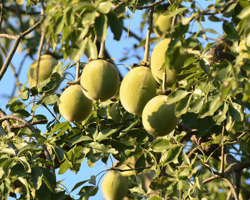 Baobab Fruit