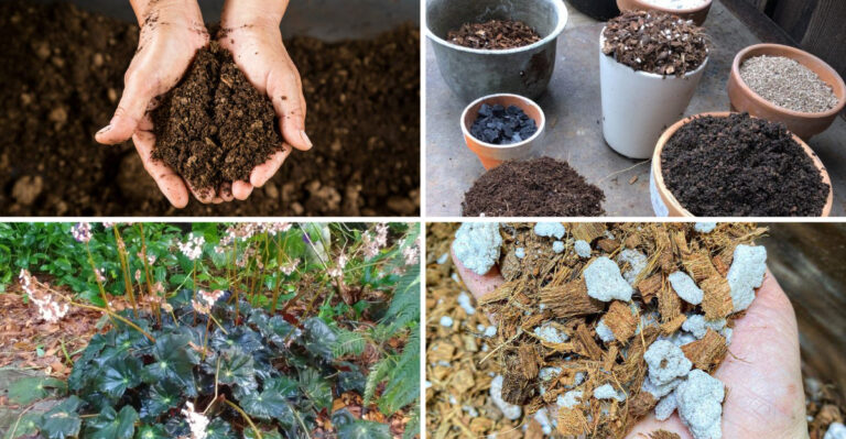 You’re Using the Wrong Soil for Begonias—Here’s What Actually Works