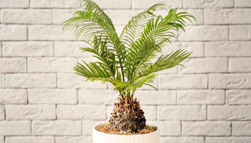 Sago Palm (Cycas revoluta)