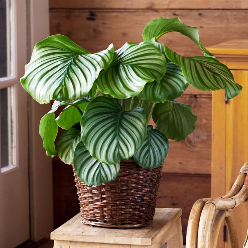 Calathea Orbifolia