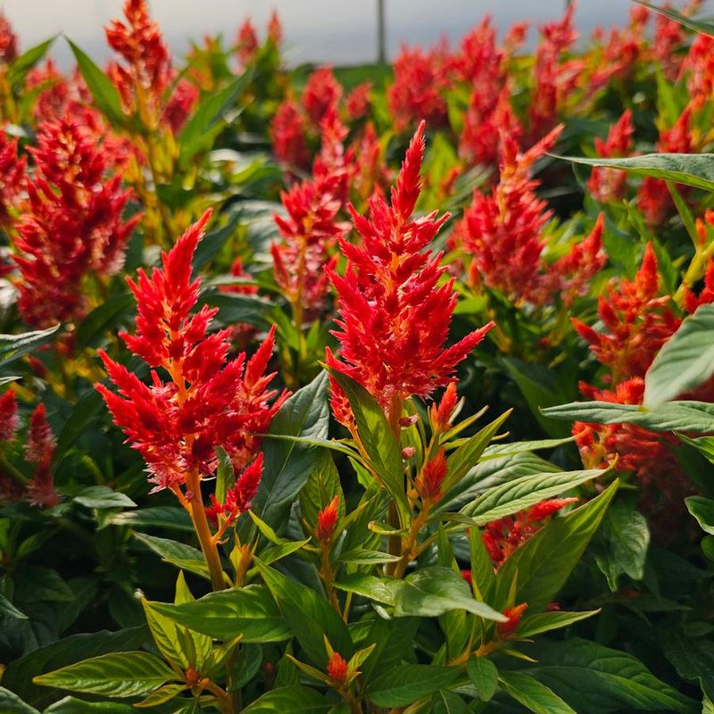 Celosia - Velvet Flames That Burn All Season